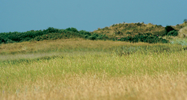 Groene omgeving van Thorn